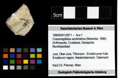 Foto (Objekt + Etiketten) von Cracensigillatus acutirostrus (Moericke, 1889) 